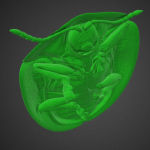 Producing and Rendering a 3D Mesh of Cassida Viridis – Green Tortoise Beetle
